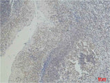 CD2 Mouse mAb
