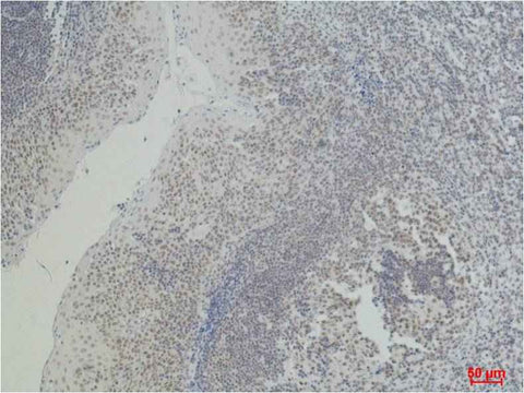 CD2 Mouse mAb