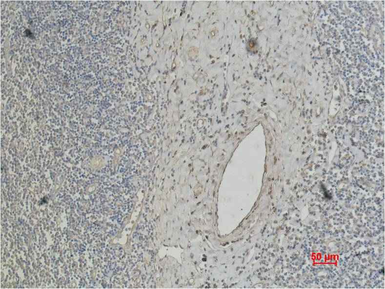 CD4 Mouse mAb