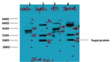 ERCC1 Mouse mAb
