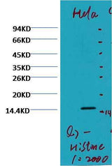Histone H3 (di methyl K79) Mouse mAb