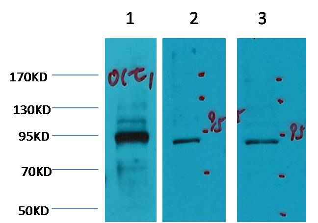 Oct1 Mouse mAb