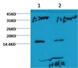 Histone H3 (tri methyl K79) Mouse mAb