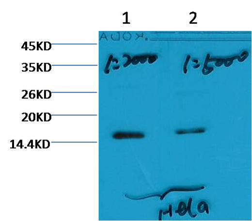 Histone H3 (tri methyl K79) Mouse mAb - ABMIUM