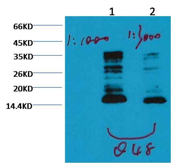Histone H3(mono methyl K79) Mouse mAb