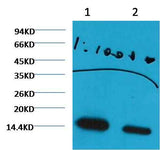 Histone H3(di methyl K27) Mouse mAb