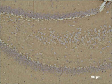 CD15 Mouse mAb