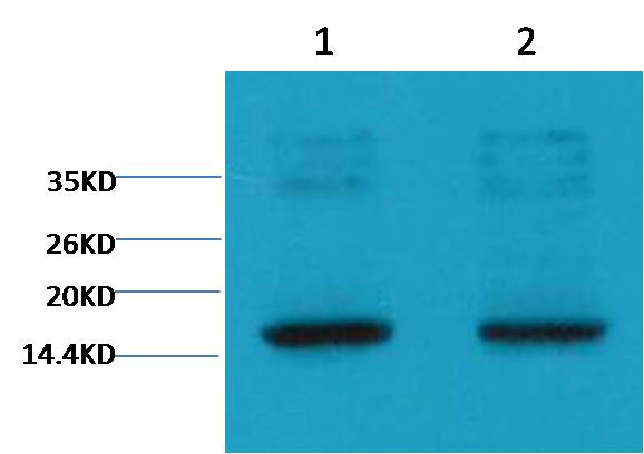 Histone H3(tri methyl K9) Mouse mAb 50µL/100µL