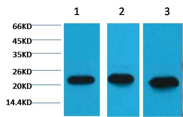 Peroxiredoxin 1 Mouse mAb