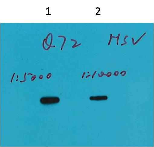 HSV-Tag Mouse mAb