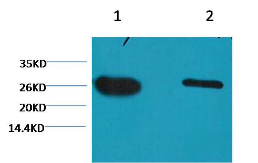 GFP-Tag Mouse mAb 50µL/100µL