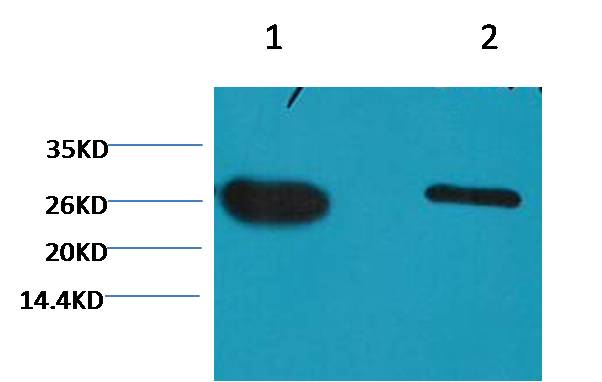 GFP-Tag Mouse mAb 50µL/100µL