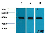 HSP90β Mouse mAb