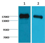 EGFR Mouse mAb