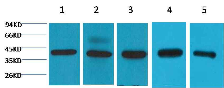 eIF4A1 Mouse mAb