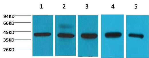 eIF4A1 Mouse mAb