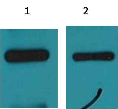 c-Myc-Tag Mouse mAb