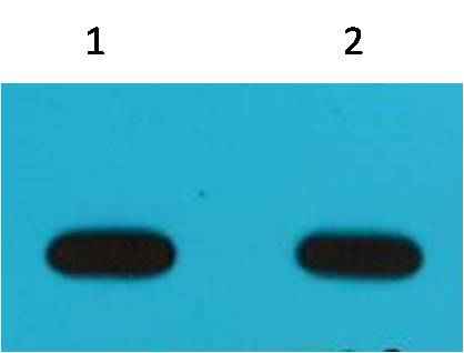 Avi-Tag Mouse mAb