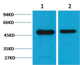 Flotillin-1 Mouse mAb