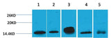 Histone H2B Mouse mAb