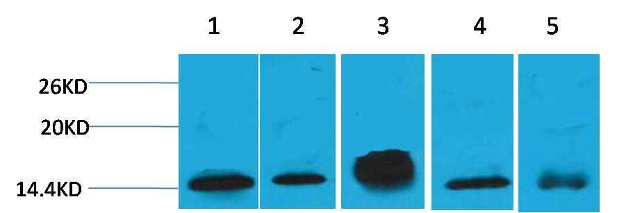 Histone H2B Mouse mAb