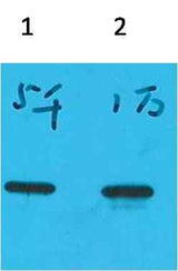 ECFP-Tag Mouse mAb