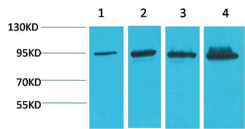 β-Catenin Mouse mAb