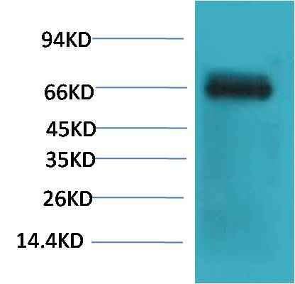 Bovine Serum Albumin Mouse mAb