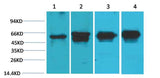 c-Fos Mouse mAb