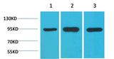 HSP90 α Mouse mAb