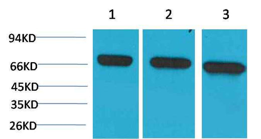 HSC70 Mouse mAb