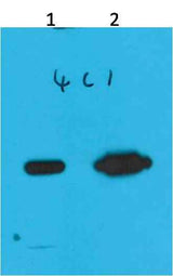 Nano-Tag9 Mouse mAb