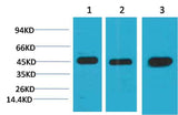 MEK2 Mouse mAb