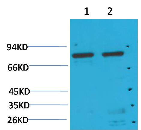 GRP78/Bip Mouse mAb 50µL/100µL