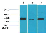 TBP/TATA Binding Protein Mouse mAb