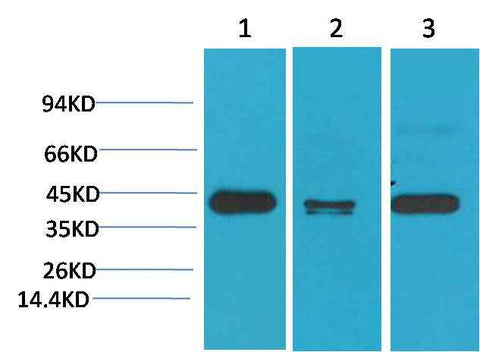 TBP/TATA Binding Protein Mouse mAb