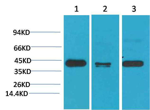 TBP/TATA Binding Protein Mouse mAb