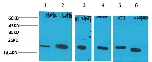 Cyclophilin B Mouse mAb