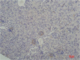 TBP/TATA Binding Protein Mouse mAb 50µL/100µL