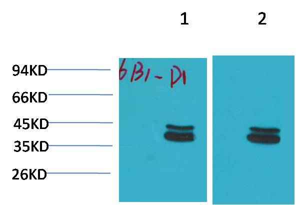 P44/42 MAPK(ERK1/2) Mouse mAb