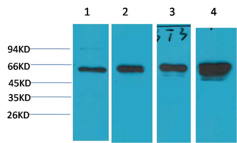 AMPK α1 Mouse mAb 50µL/100µL