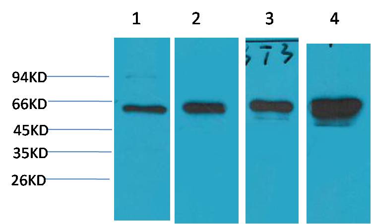 AMPK α1 Mouse mAb 50µL/100µL