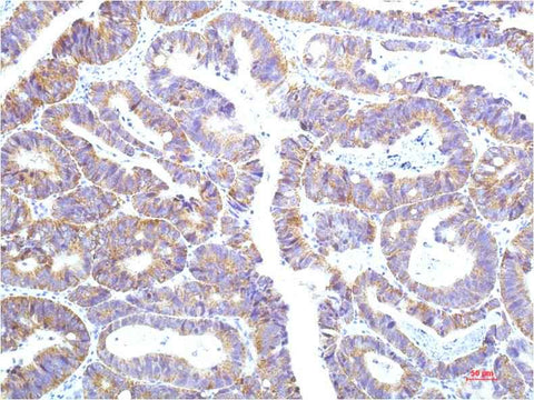 STAT1 (12E8) Mouse mAb
