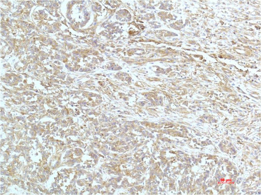 a-actinin (4A12) Mouse mAb 50µL/100µL