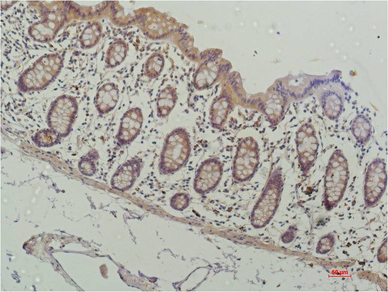 HDAC1 (4E1) Mouse mAb 50µL/100µL