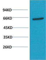 AKT (1H2) Mouse mAb