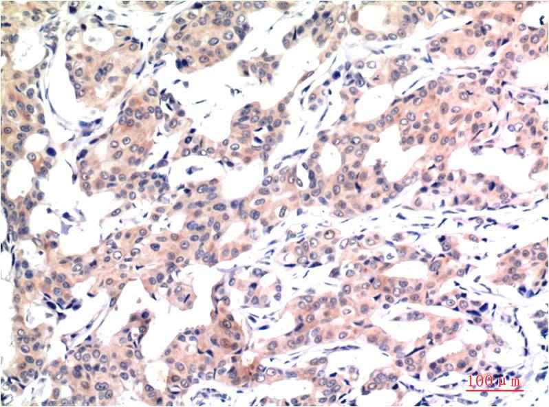 Acetyl-Histone H3 (K9) (2E7) Mouse mAb