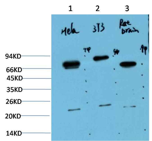 Ubiquitin (6G6) Mouse mAb