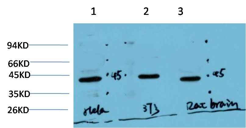 Muscle actin (3E9) Mouse mAb