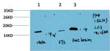 LC3A (5G10) Mouse mAb